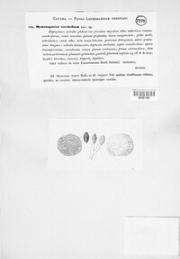 Hymenogaster cerebellum image